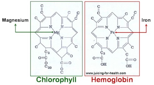 chlorophyll-hemoglobin